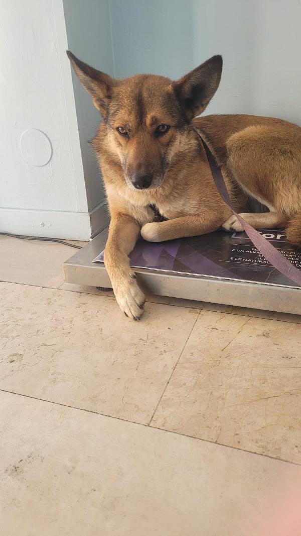 Anais, la nostra splendida lupetta Foto 2